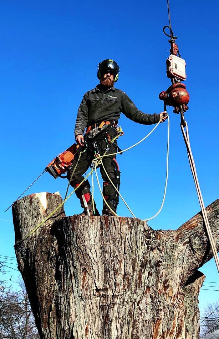 man cutting down tree