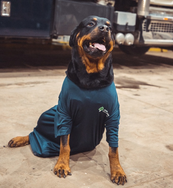 dog sitting on shop floor