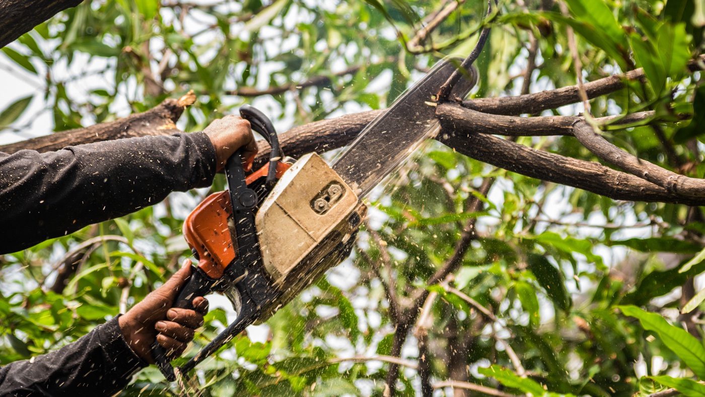 chainsaw cutting tree