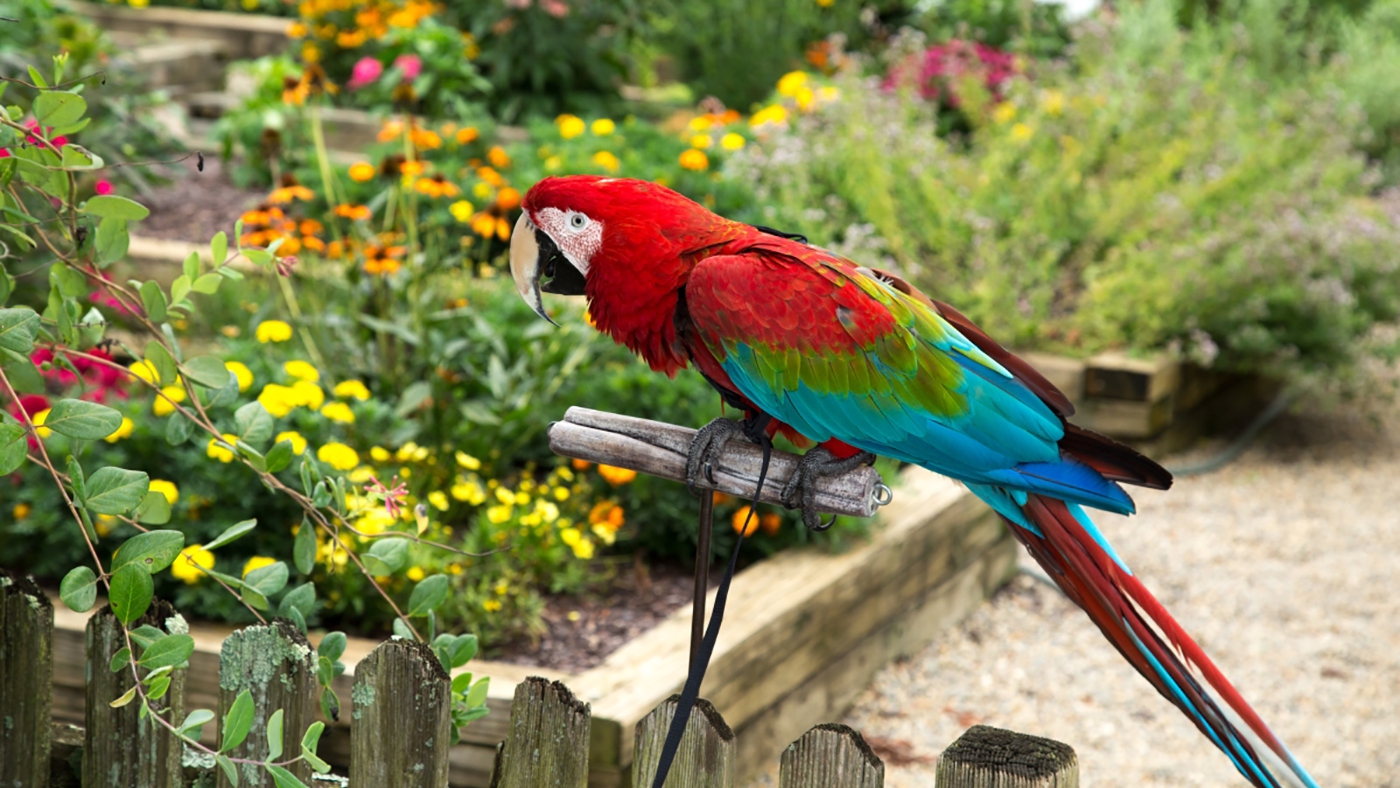 parrot at local bed and breakfast